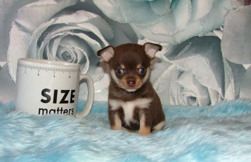 kr�sn� mini �ivava