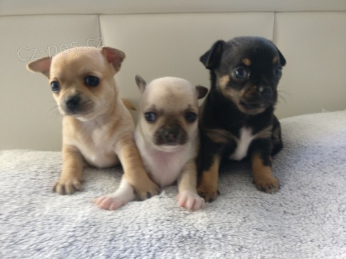 kr�sn� a zdrav� samec a samice �ivavy mini