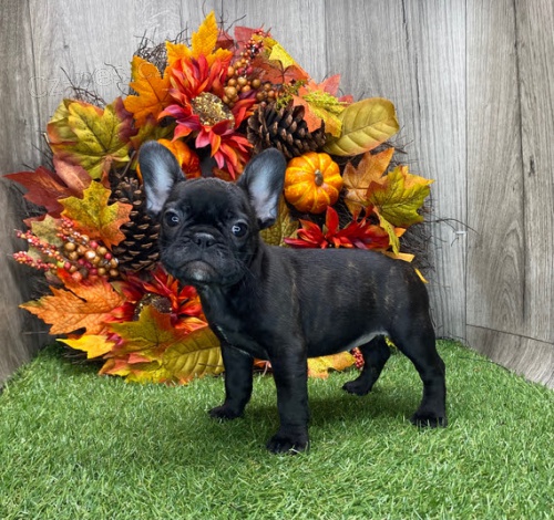 �t��ata francouzsk�ho buldo�ka na v�no�n� d�rek