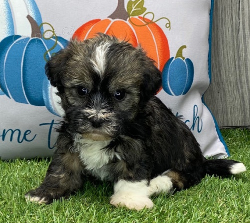 Mini Havanese �t��ata na prodej.