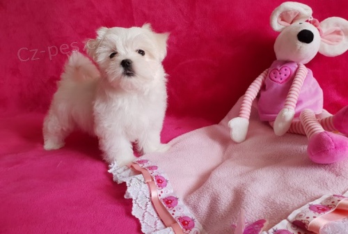 O�KOVAN� miniaturn� malt�z��ek �t��ata na prodej.