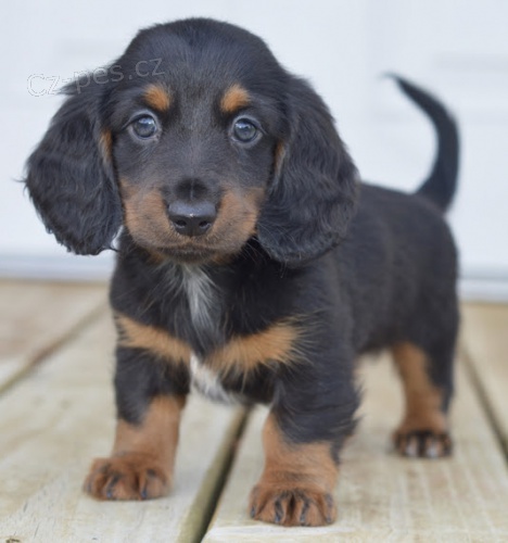 zdrav� jezev��ci �t��ata na prodej