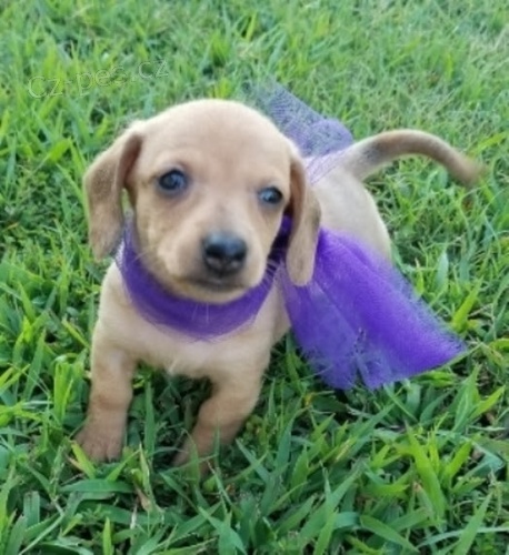 Prod�m �t��ata jezev��k� a fen