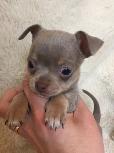 v�noce a nov� rok �ivava mu�i a �eny �t��ata jako d�rek