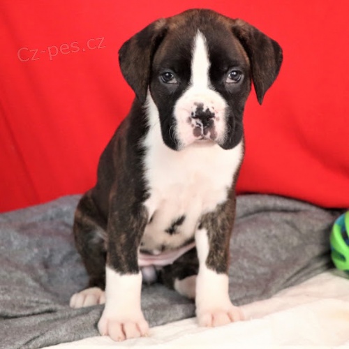 Kr�sn� boxer �t��ata na prodej