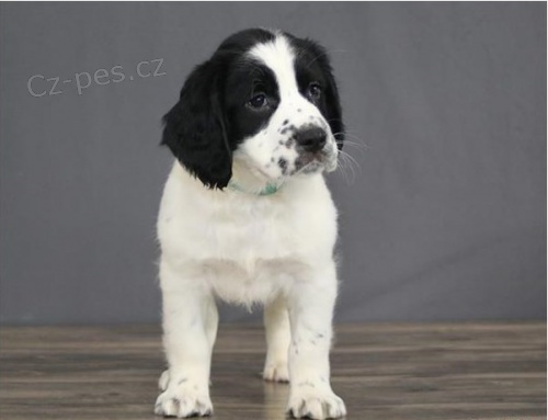 Zdrav� Anglick� �pringr �pan�l �t��ata na prodej.