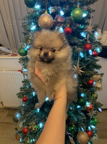 miniaturn� pomeranian �t��ata na prodej.