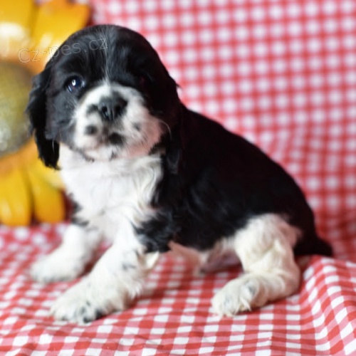 �t��ata kokr�pan�la k adopci