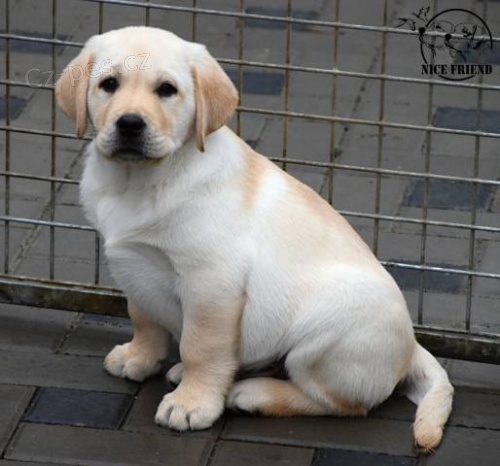 Labradorsk� retr�vr