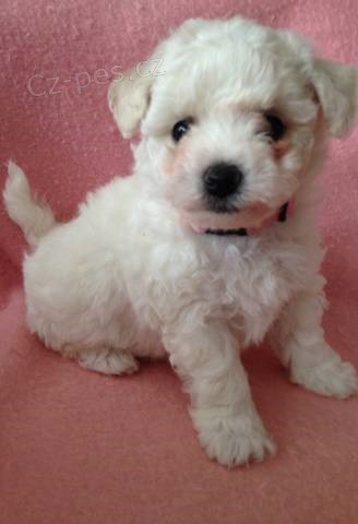 �t���tka Bi�onka s PP