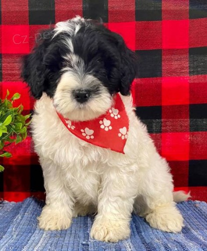 Zdrav� a hygienicky vycvi�en� �t��ata portugalsk�ho vodn�ho psa na prodej.