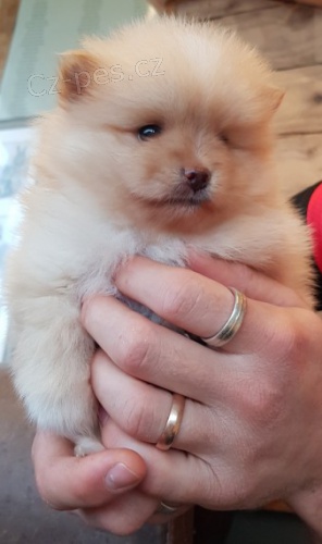 Pomeranian mini �t��ata k adopci