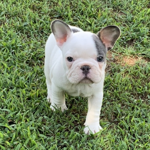 Prod�m ZDRAV� a O�KOVAN� �t��ata francouzsk�ho buldo�ka.