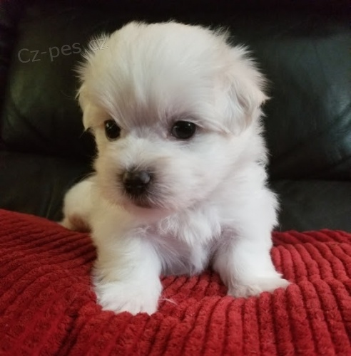 Prod�m o�kovan� �t��ata Malt�z�k�.