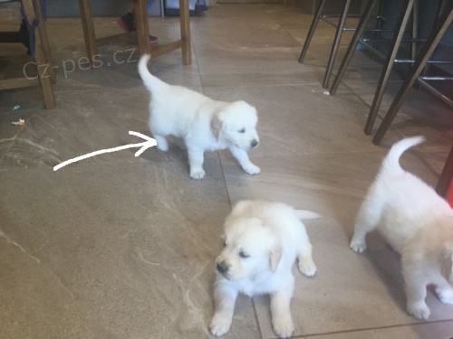 Registrovan� �t��ata zlat�ho retr�vra