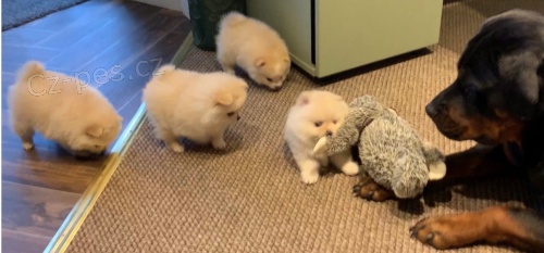 Kr�sn� �t��ata pomeranian� k adopci