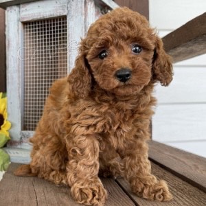 Zdrav� �t��ata mops� p�ipraven� k adopci.