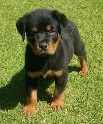 �istokrevn� �t��ata rotvajlera k adopci