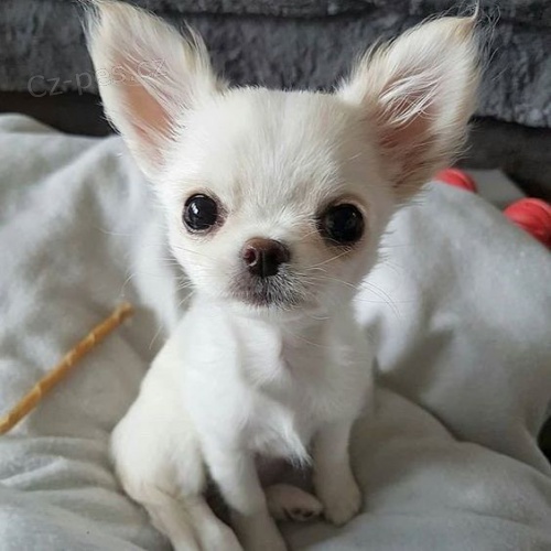 �t��ata �ivavy k adopci