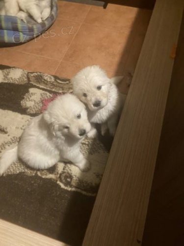 Slovensk� �uva� - �t��ata s PP