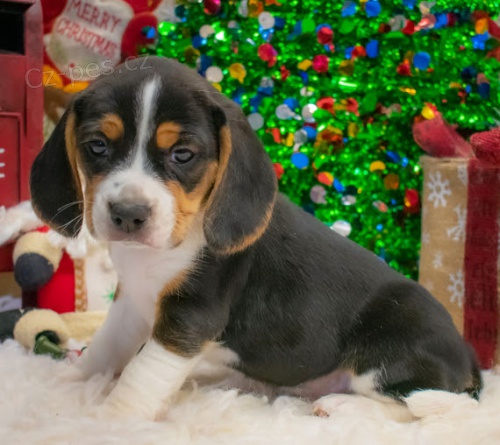 Prod�m v�no�n� �t��ata b�gla.