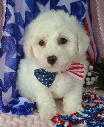 Prod�m v�no�n� �t��ata Bi�onka.