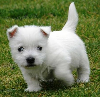 Prodm tata Mini West Highland White Terriers