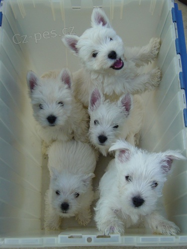 Prodm tata West Highland White Terriers