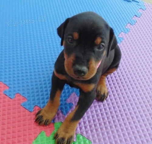 Kr�sn� v�no�n� dobrman pin� �t��ata na prodej.