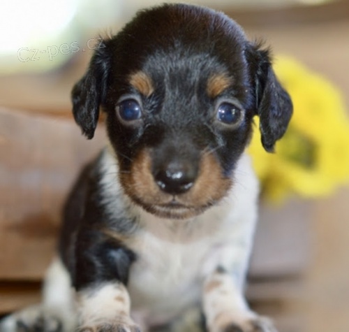 Prod�m zdrav� �t��ata jezev��k�