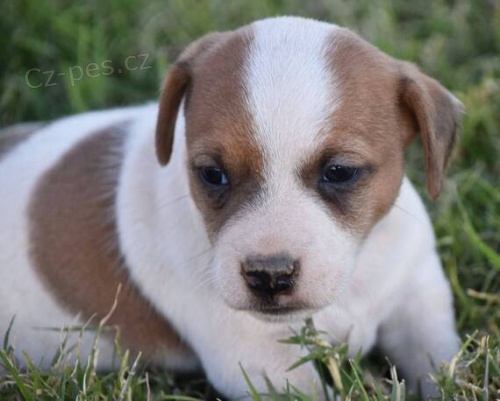 z�skejte na prodej ��asn� a zdrav� �t��ata jack russella.