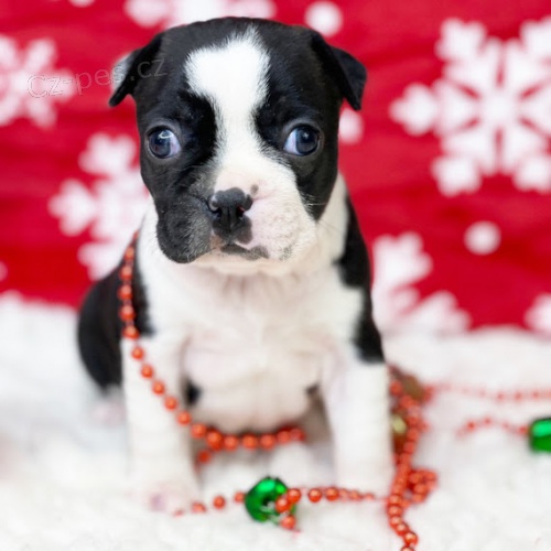 Prod�m �t��ata bostonsk�ho teri�ra