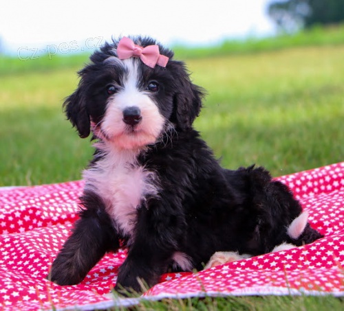 Kr�sn� pejsek a fenka Bernedoodle �t��ata na prodej.