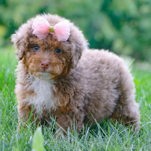 �t��ata Bernedoodle na prodej.