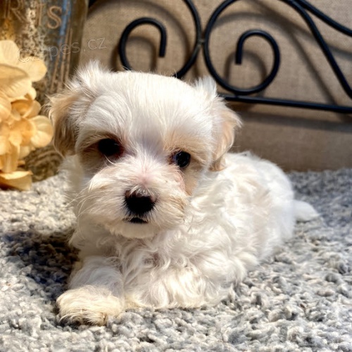 mini tata Maltipoo k adopci.