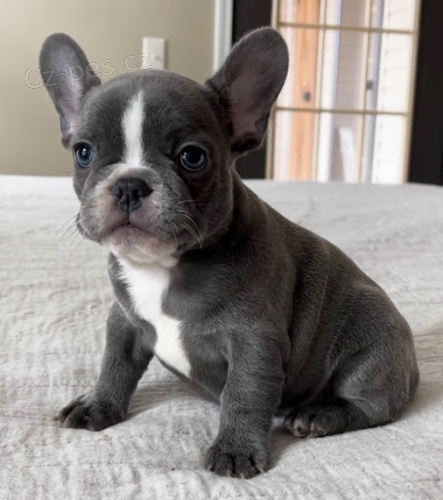 N�dhern� �t��ata francouzsk�ho buldo�ka a feny na prodej.