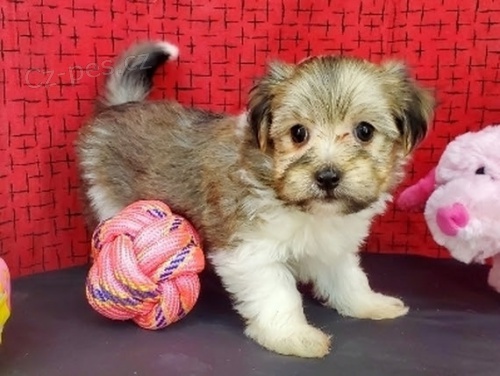 Prod�m zdrav�, o�kovan�, od�erven� a hygienicky vy�kolen� �t��ata havanese.