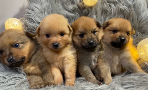 �t��ata N�meck�ho �pice st�edn�ho