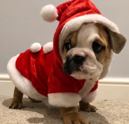 Prod�m zdrav� �t��ata anglick�ho buldo�ka