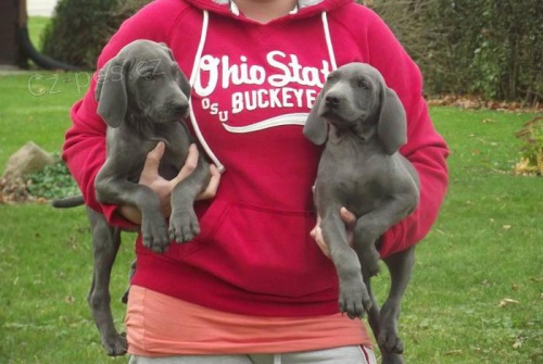 12t�denn� v�mar�t� oha�i a samice o�kovan� �t��ata na prodej