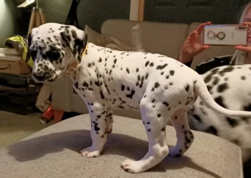 dalmatsk� samec a samice �t��ata k adopci.