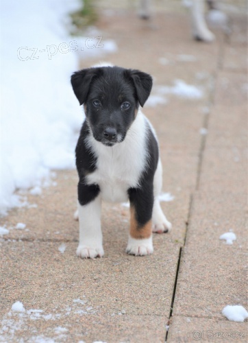 Foxteri�r hladkosrst�-���nata s pp.