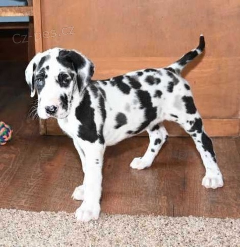 Prod�m zdrav� a hygienicky vycvi�en� �t��ata N�meck� Dogy.