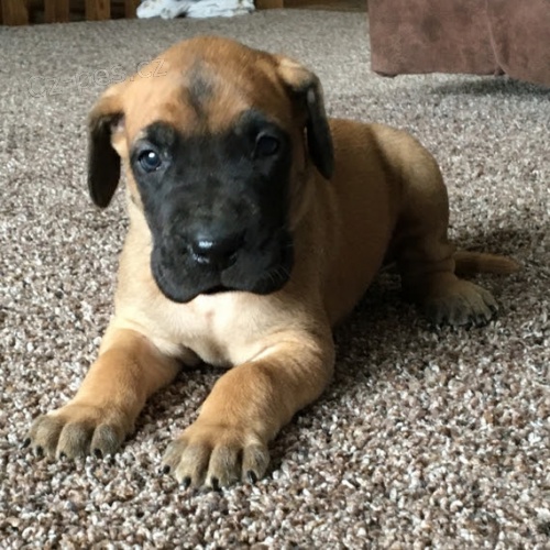 �t��ata N�meck� dogy