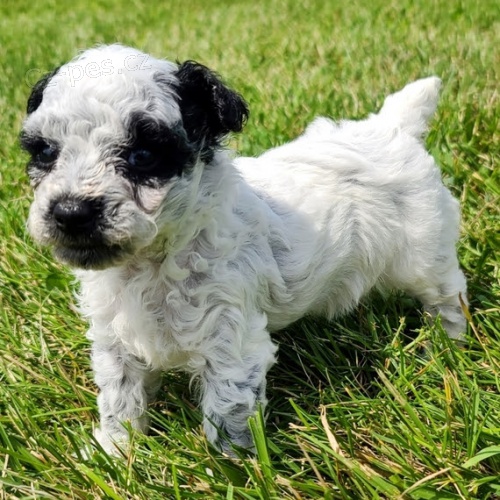 Zdrav� a kr�sn� �t���tka trpasli��ho pejska a fenky pudla k ADOPCI