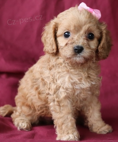 V�noce a nov� rok Cavapoo �t��ata k adopci