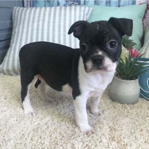 �t��ata bostonsk�ho teri�ra k adopci