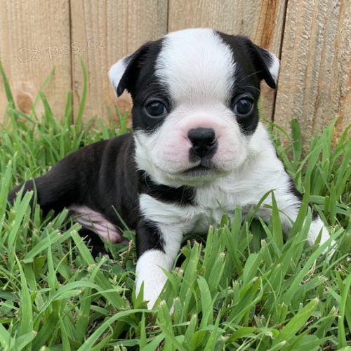  bostonsk�ho teri�ra