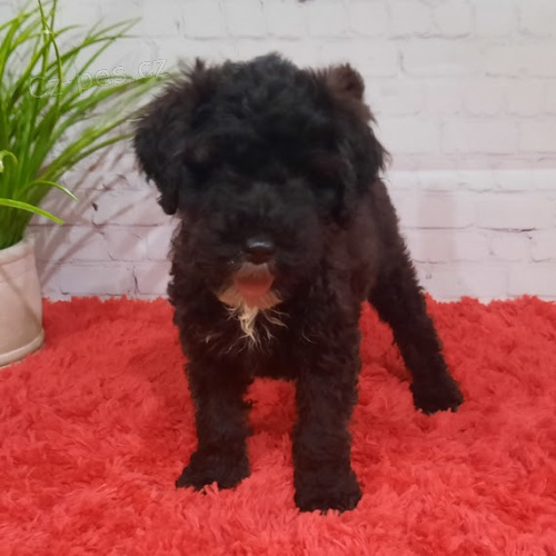 Prod�m kr�sn� a rozko�n� �t��ata portugalsk�ho vodn�ho psa.