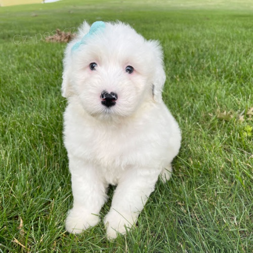 V�no�n� �t��ata portugalsk�ho vodn�ho psa jsou nyn� k dispozici a p�ipravena k adopci.